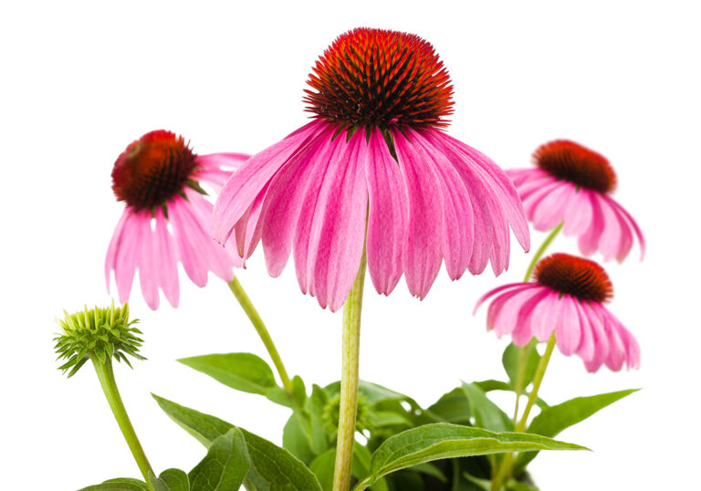 Antivirale Wirkung von Echinacea purpura – neue Studiendaten